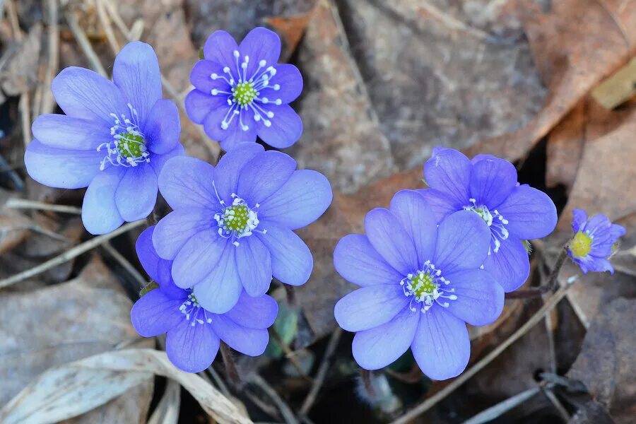 Лилия латвия. В латвии цветы в виде труб. Картинки и названия растений латвии. Растительность в латвии с названиями картинки. Латвийские растения.