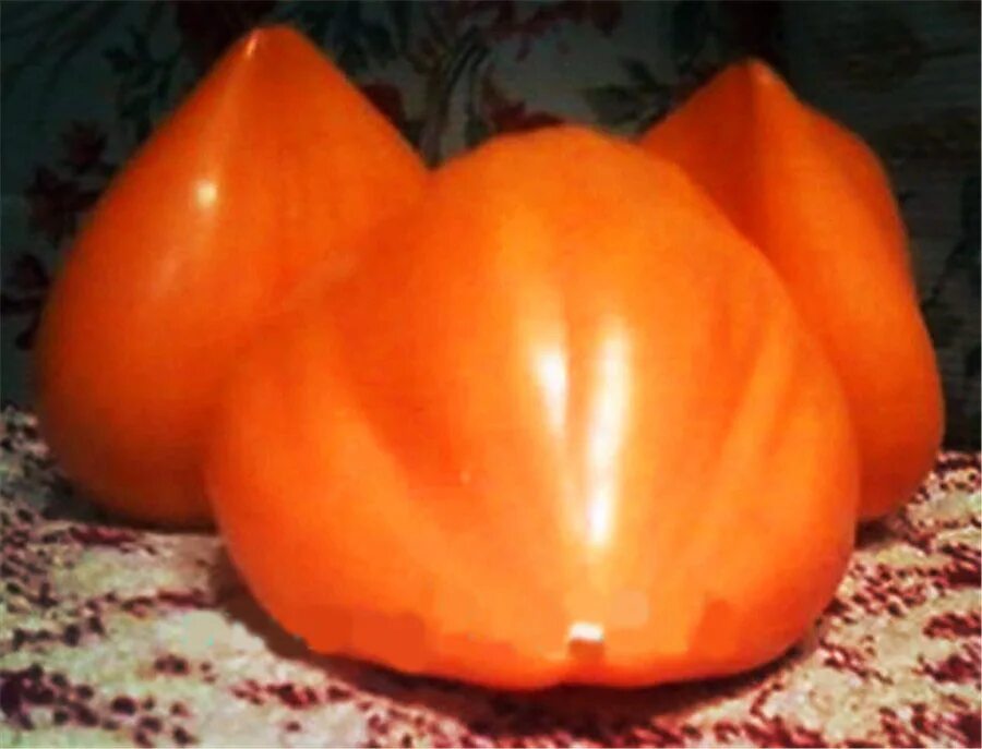 томат перцевидный оранжевый аэлита. томат оранжевое сердце лискин нос. помидоры сорт лисий нос. томат непасынкующийся оранжевый сердцевидный. оранжевый с носиком.