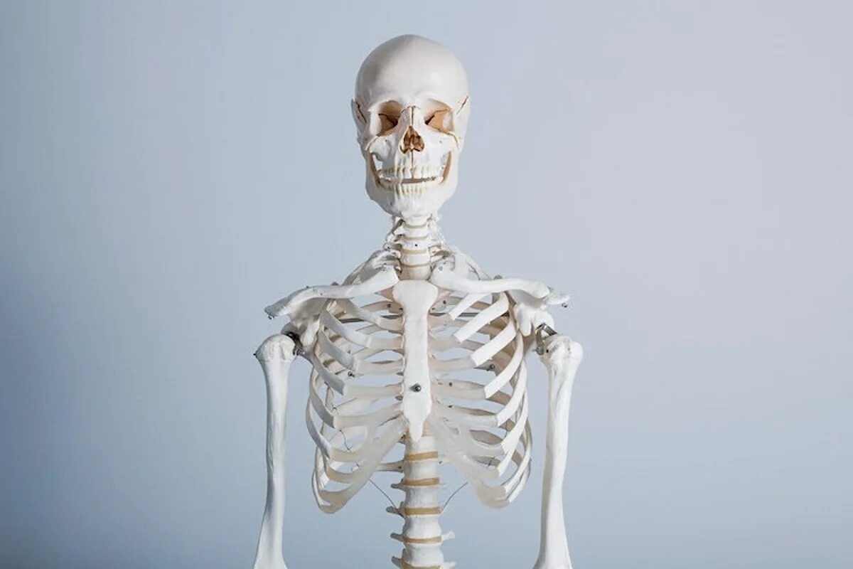 Облегченный скелет. Скелет человека. Скелет торса. Фотографии скелета человека.