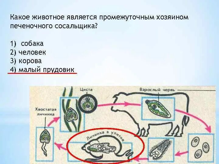 Промежуточным хозяином печеночного сосальщика является:. Печеночный сосальщик основной хозяин,промежуточный хозяин. Корова является промежуточным хозяином печеночного сосальщика. Основной хозяин печеночного сосальщика. Прудовик промежуточный хозяин сосальщика