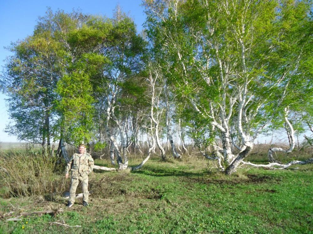 Березки белгородская область