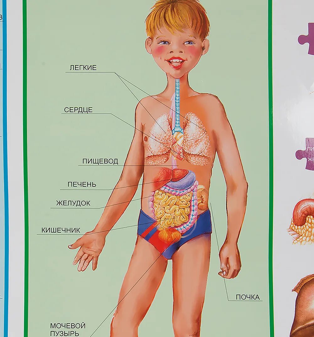 Знать строение человека. Оргнычеловека для детей. Анатомия человека для детей. Строение тела для детей. Внутренние органы для детей.