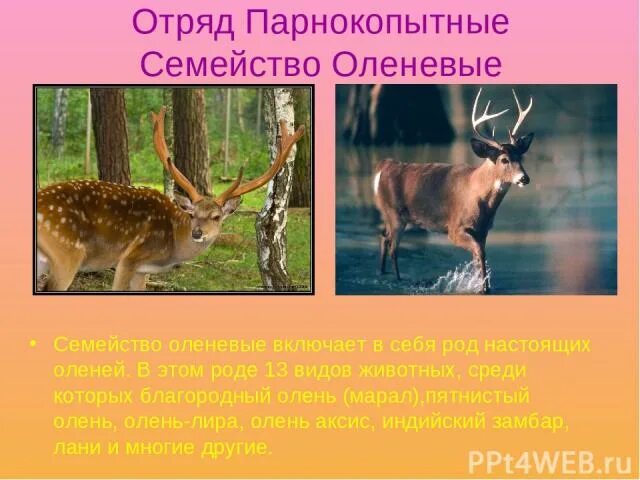 Дано изображение самца ископаемого представителя семейства оленевых. Олень отряд млекопитающих. парнокопытное млекопитающее животное семейства оленевых. олень род вид класс. олень тип класс отряд семейство.