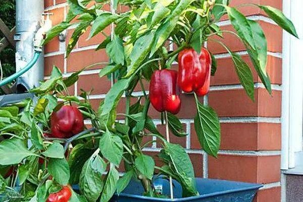 овощные - Продукция - Агрофирма "Наш Сад"