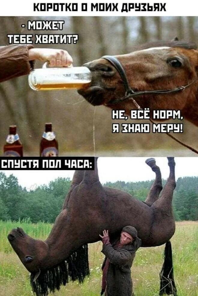 Песня буду пить и буду пьян. Пьющие кони. Лошадь пьет. Лошадь прикол. Лошадь бухает.