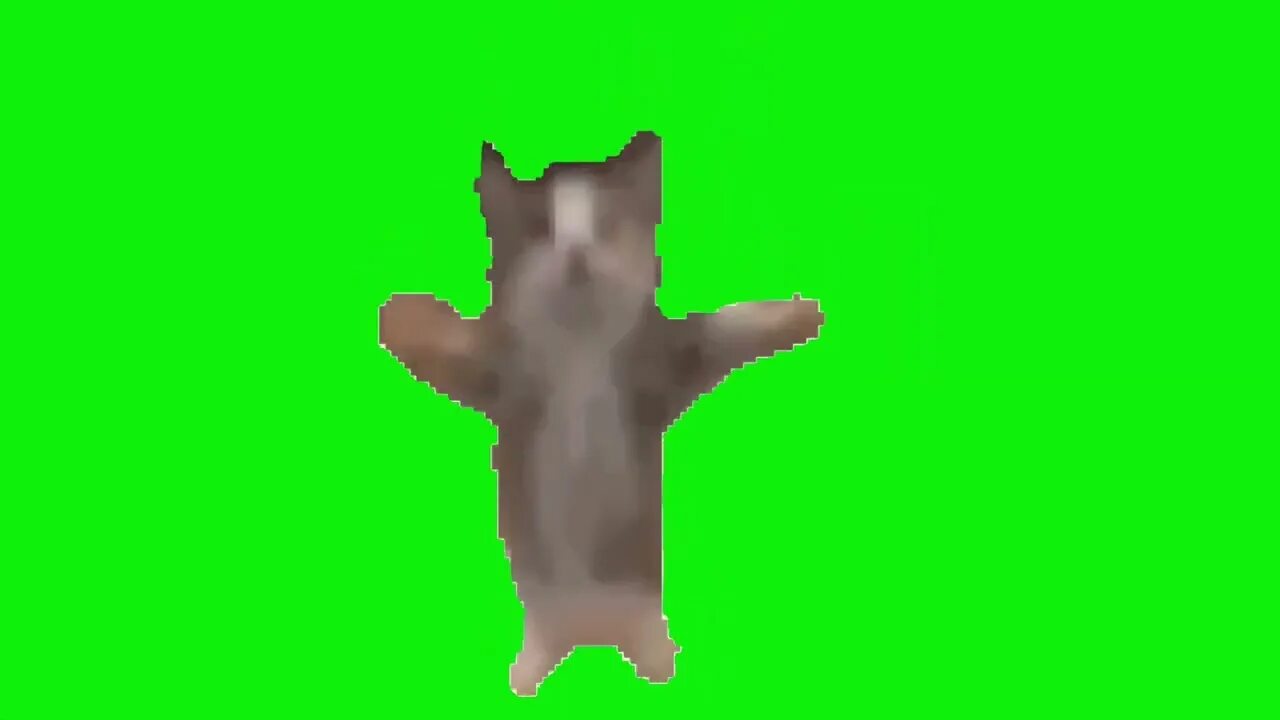 Кот мем хромакей. Коты на зелёном фоне. футаж котика. шнапи шнапи шнапи кот. кот на хромакее.