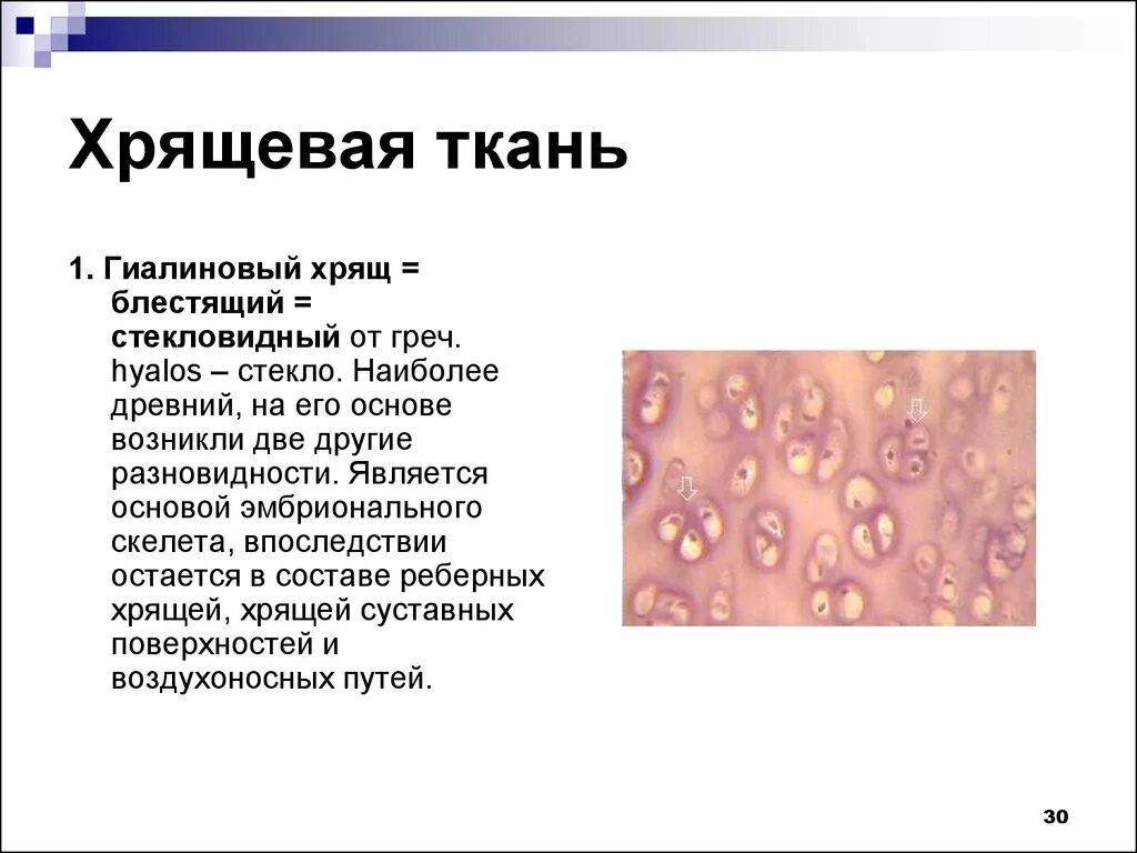 Гиалиновый хрящ ткань функции. Гиалиновый хрящ классификация. Классификация хрящевых тканей гистология. Гиалиновый хрящ гистология.