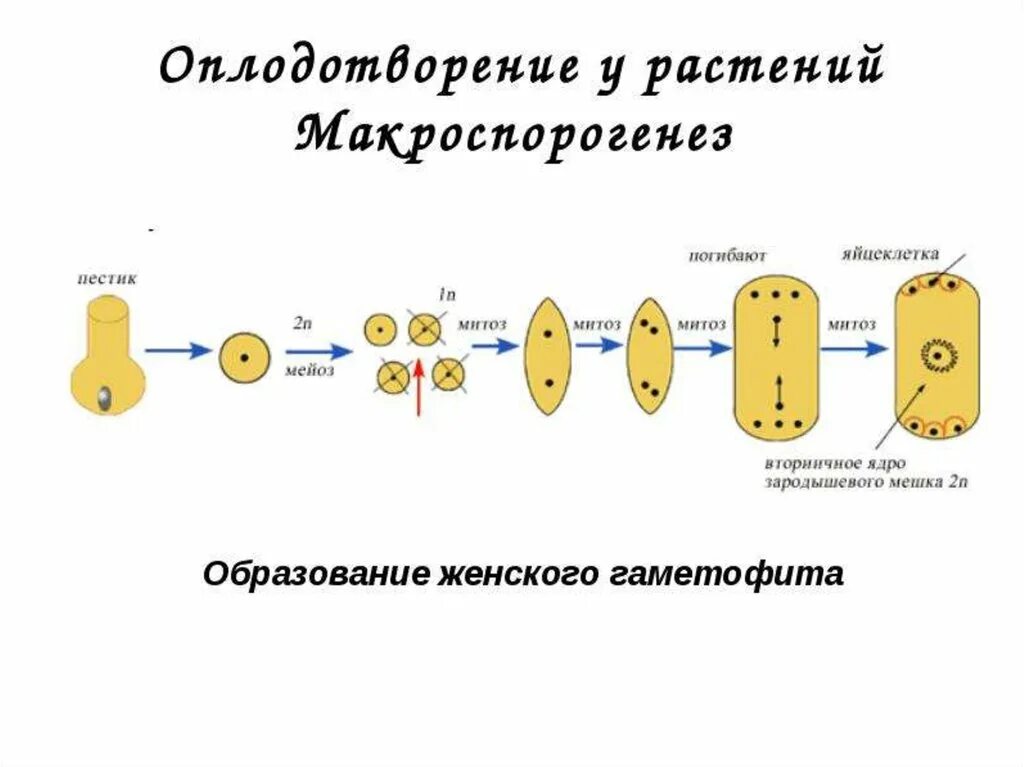 Женский гаметофит зародышевый мешок. Схема развития зародышевого мешка. Макроспорогенез у покрытосеменных растений. Развитие женского гаметофита у покрытосеменных. Мегаспорогенез и образование зародышевого мешка.