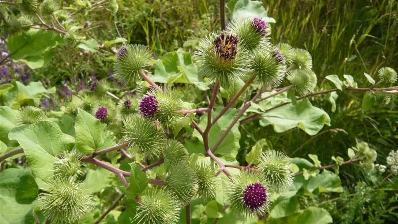 Как убрать репейник. Лопух большой arctium lappa. репейник обыкновенный. лопух большой (репейник, лопушник, репей). репейник луговой.