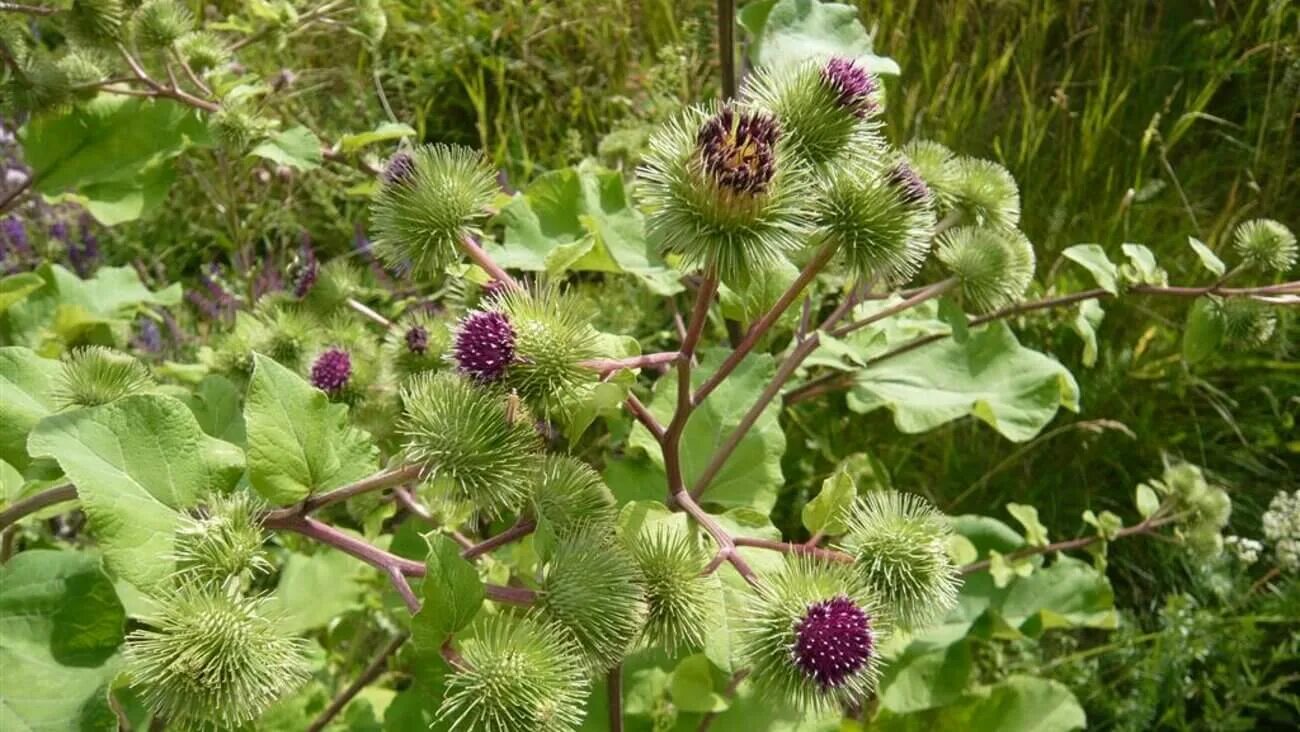 Куст лопуха. Лопух большой Arctium Lappa. Репейник (Burdock). Лопух (репейник) большой Arctium Lappa l. Лопух большой (репейник, лопушник, репей).