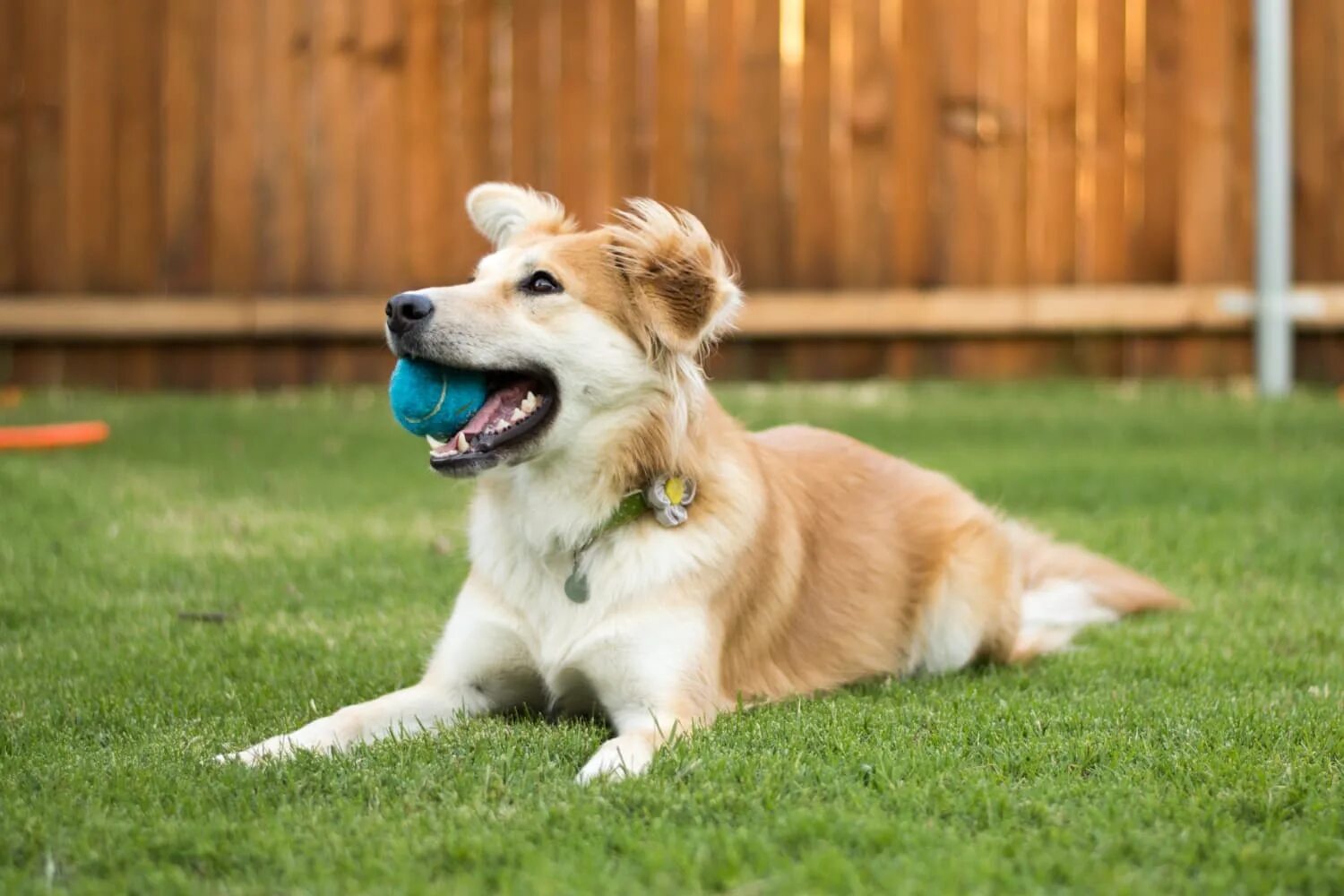 Good pets than dogs. Счастливая собака. Породы собак для частного дома. Счастливый щенок. Породы собак для двора.