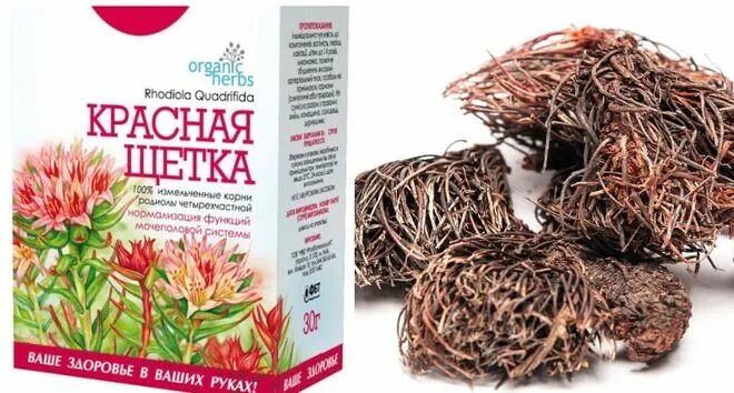 Боровая матка корень. Красная щетка. красная щетка корень. красная щетка для женщин. красная щетка чай.