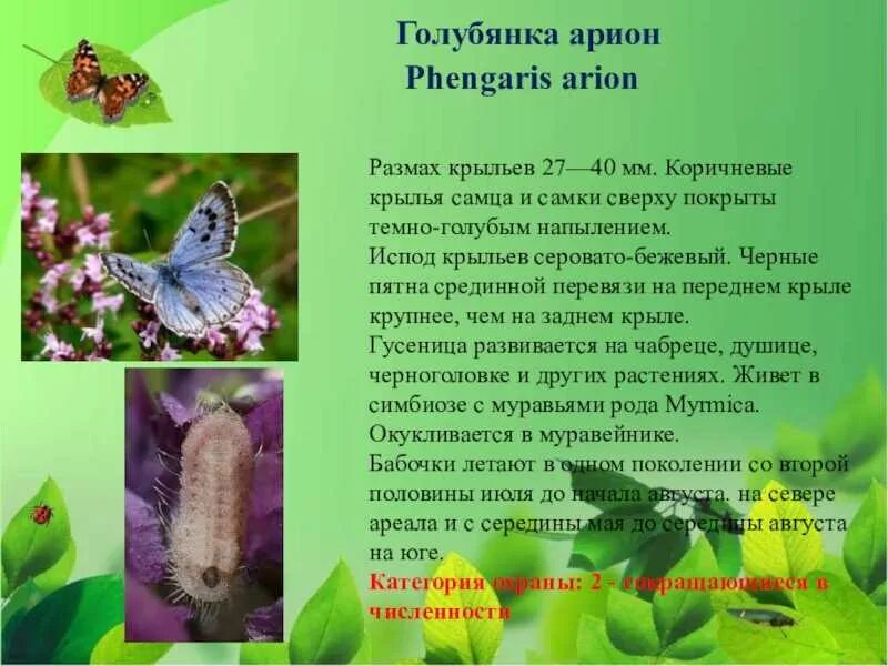 Бабочка голубянка сообщение 1 класс. Голубянка бабочка красная книга. Голубянка бабочка описание для детей 1. Голубянка икар. Бабочка голубянка описание.