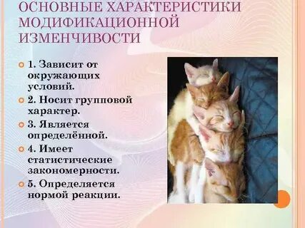 Выбери характеристику модификационной изменчивости