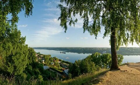 Березовая роща плес
