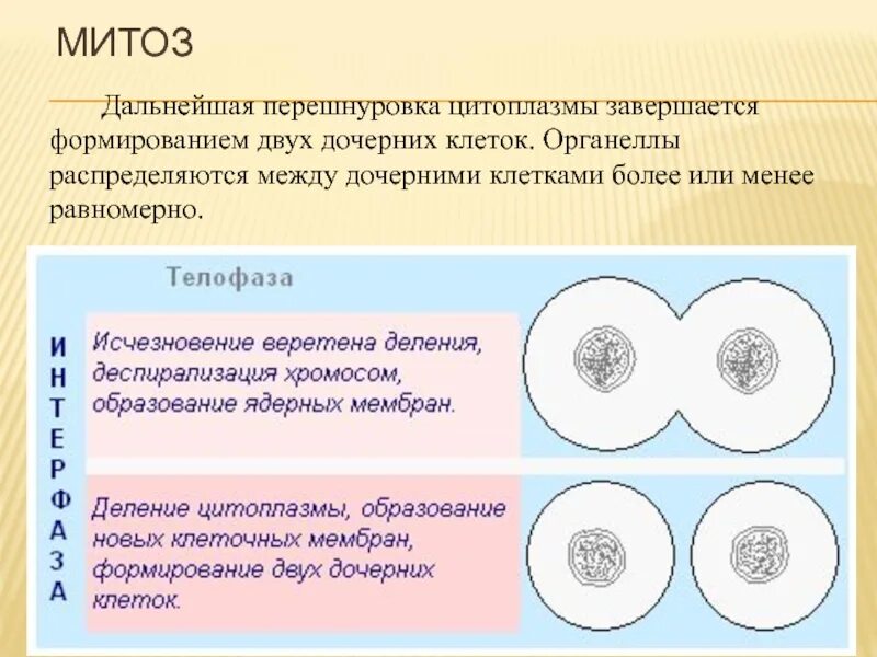 Митозу предшествует процесс