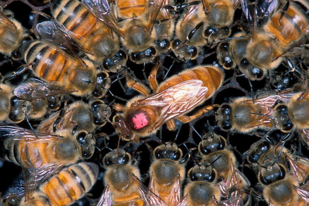 Сколько живет рабочая пчела. Пчела матка трутень. Пчелиная матка и трутень. Матка трутень рабочая пчела. Пчеловодство пчела трутень матка.