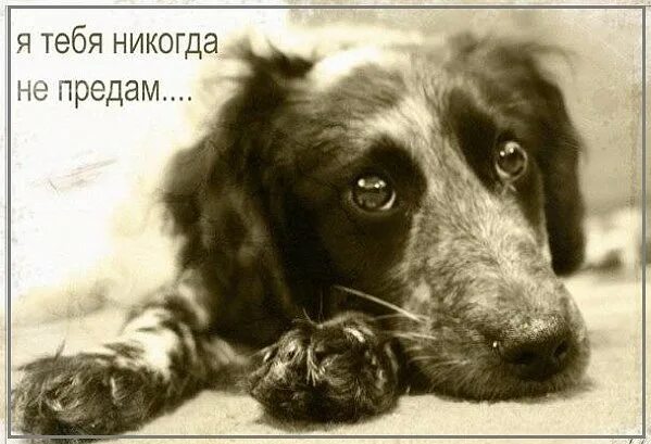 Я собак 1 час. Верный пес. собачья верность. картинки о преданности собак. я тебя никогда не предам.