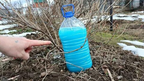 Обработка смородины осенью от вредителей железным купоросом