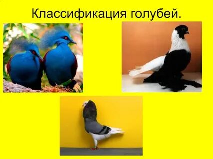 Голубь 5 класс