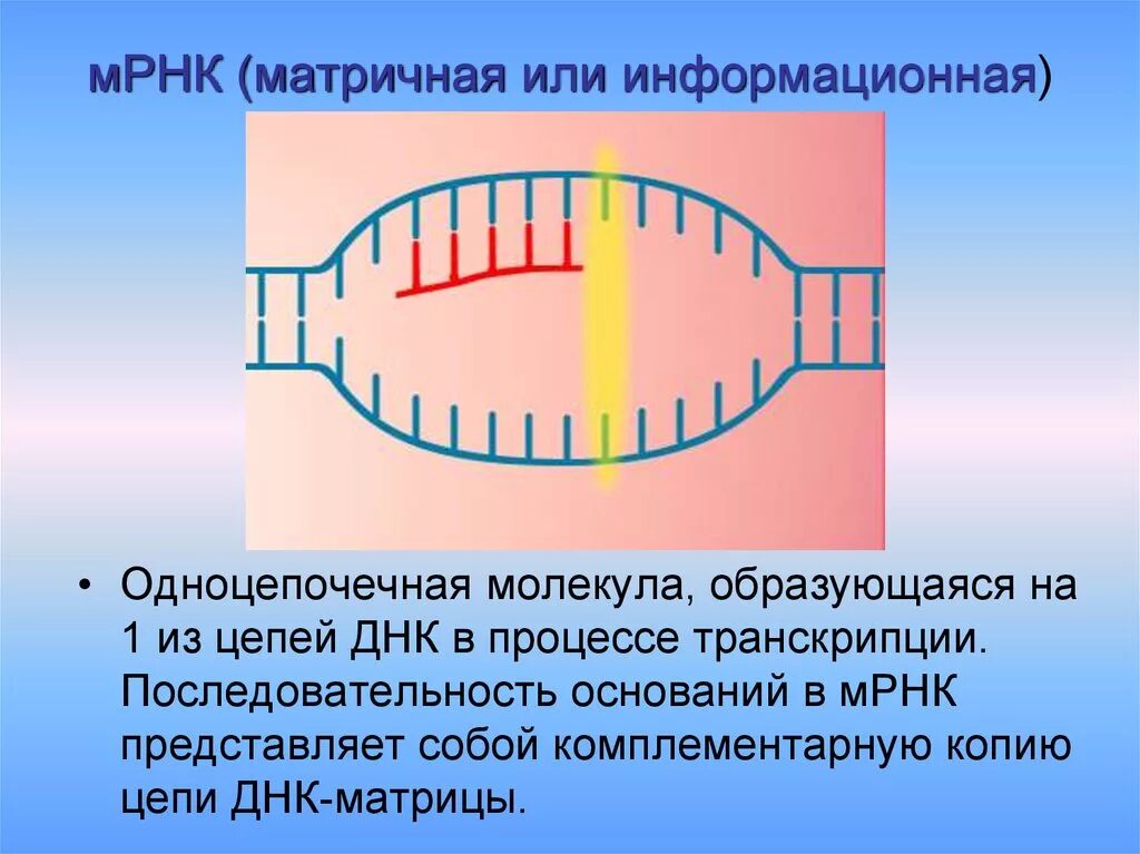 Структура матричной РНК эукариот. Матричная РНК строение и функции. Структура и функции матричных РНК. МРНК схема строения.