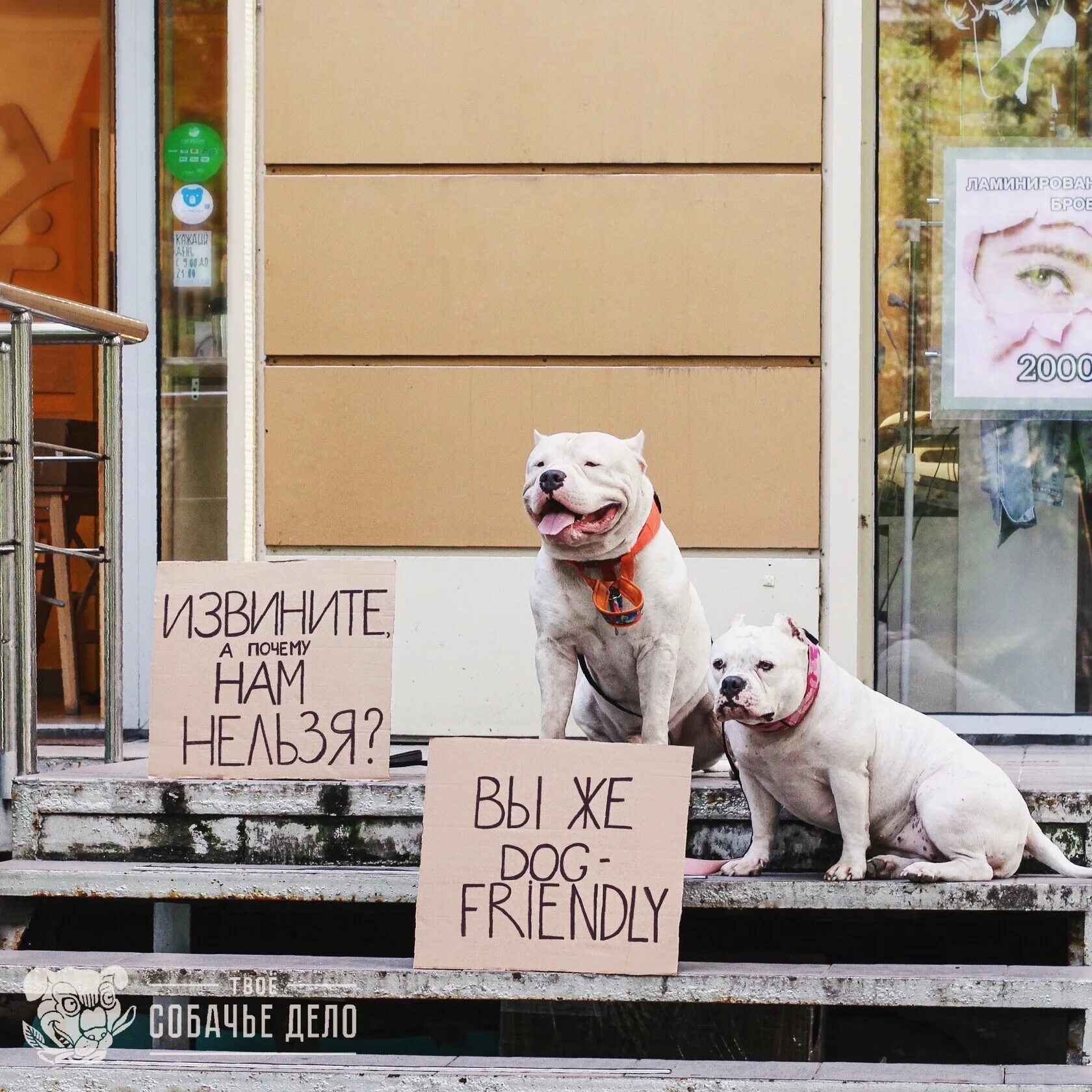 Извинить потому. Твое Собачье дело. Не твое Собачье дело. Собаки в деле. Твоя собака.