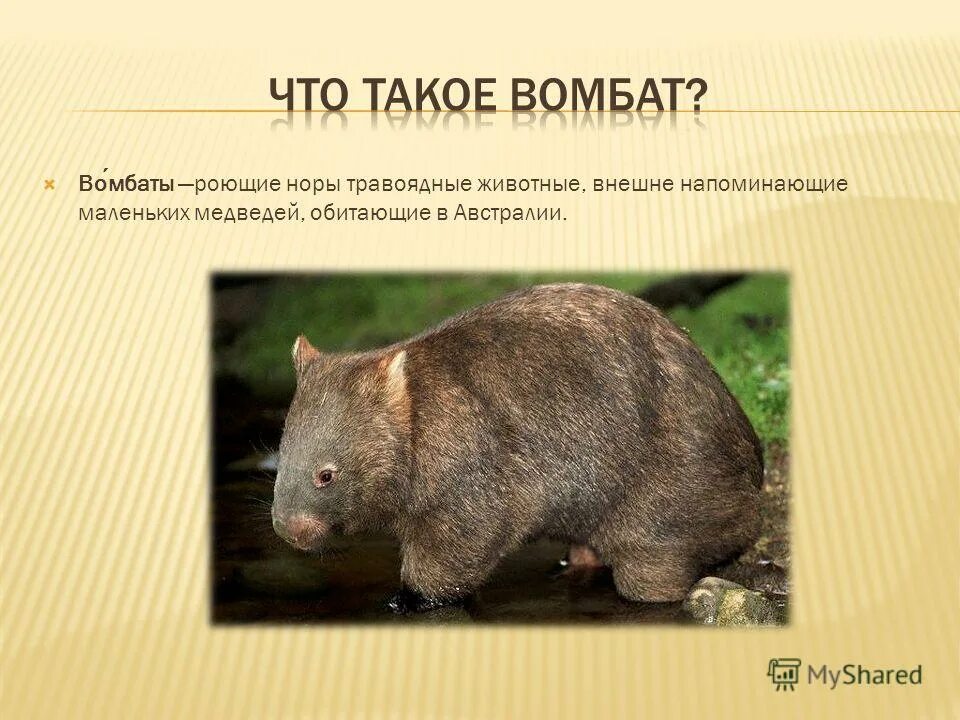 Wombat перевод. Вомбаты вомбат в норе. Гигантский вомбат. Вомбат анатомия. Скелет вомбата.