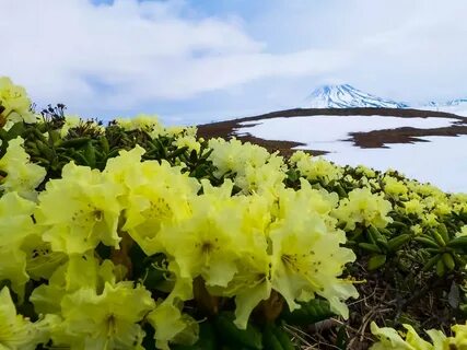 Цветы петропавловск камчатский