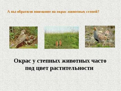 Приспособление животных в степи
