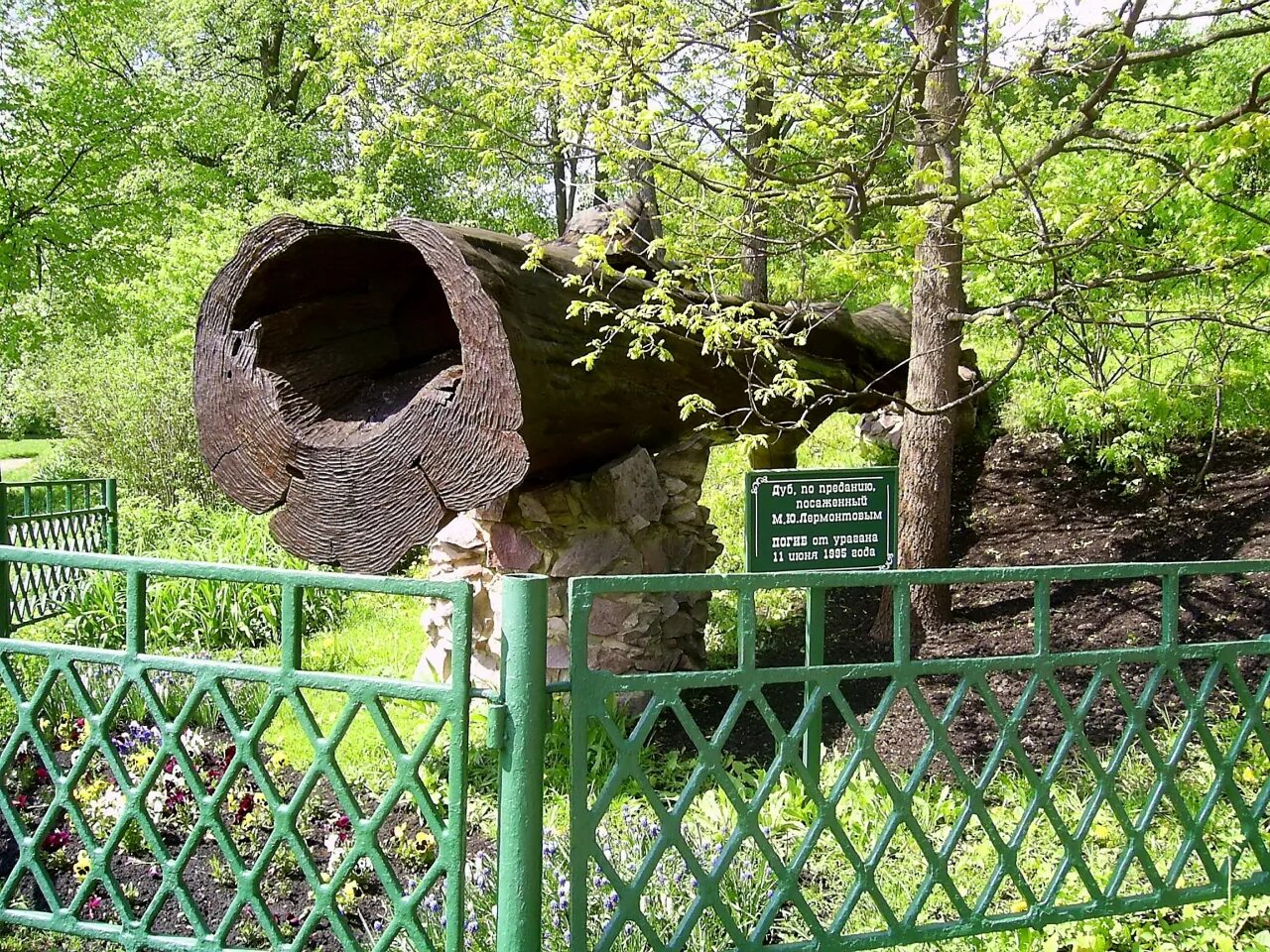 Дуб Лермонтова в Тарханах. Лермонтовский дуб в Тарханах. Тарханы дуб посаженный Лермонтовым. Тарханы усадьба Лермонтова дуб.