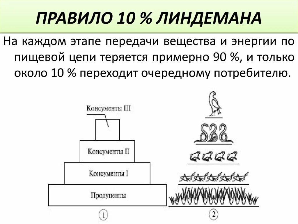 Практическая работа правило 10. Правило экологической пирамиды Линдемана. Правило 10 Линдемана. Правило 10 процентов Линдемана. Закон Линдемана правило 10 процентов.