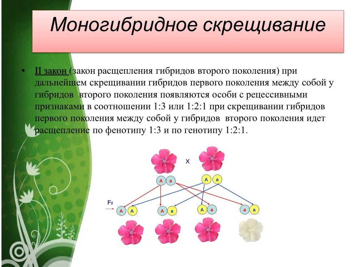 Закономерности наследования моногибридное скрещивание схема. Моногибридное скрещивание первый и второй. Гибриды 2 поколения при моногибридном скрещивании. Моногибридное скрещивание и закон расщепления.