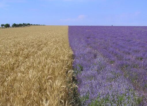 Крым пшеничное. Крым поля. Поля пшеницы Крыма. Лаванда и пшеница. Пшеничное поле и поле лаванды.