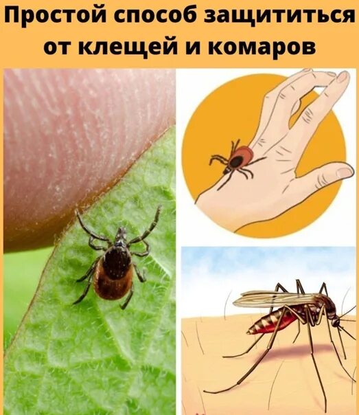 При какой температуре можно обрабатывать от клещей. Комары и клещи. как защититься от клещей.