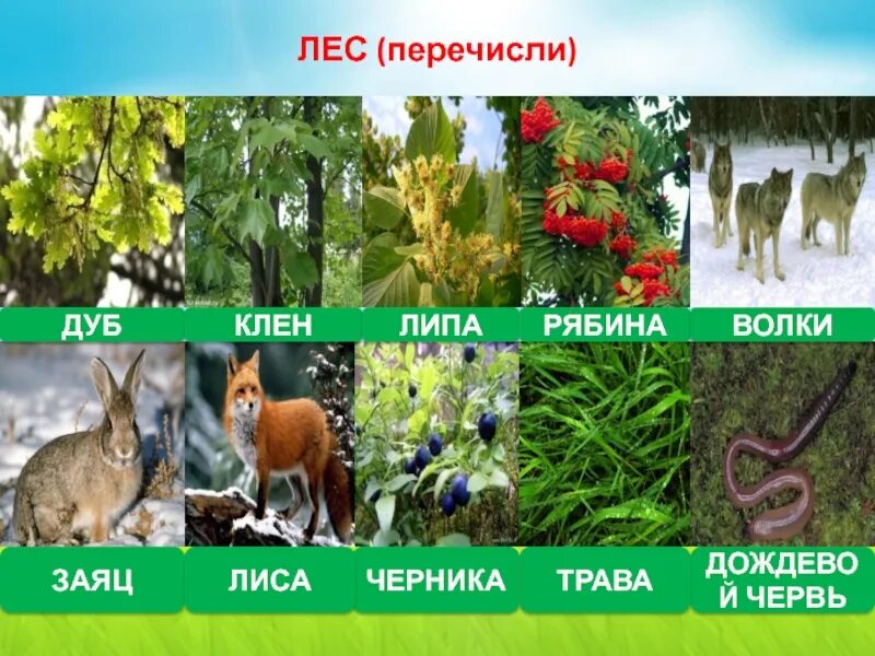 Тип лиственного леса 8. Животные и растения лесов. обитатели леса. природное сообщество леса. растения природного сообщества лес.