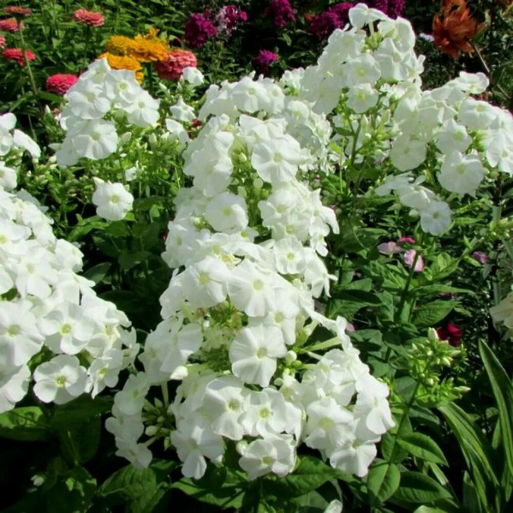 Флоксы белые сорта