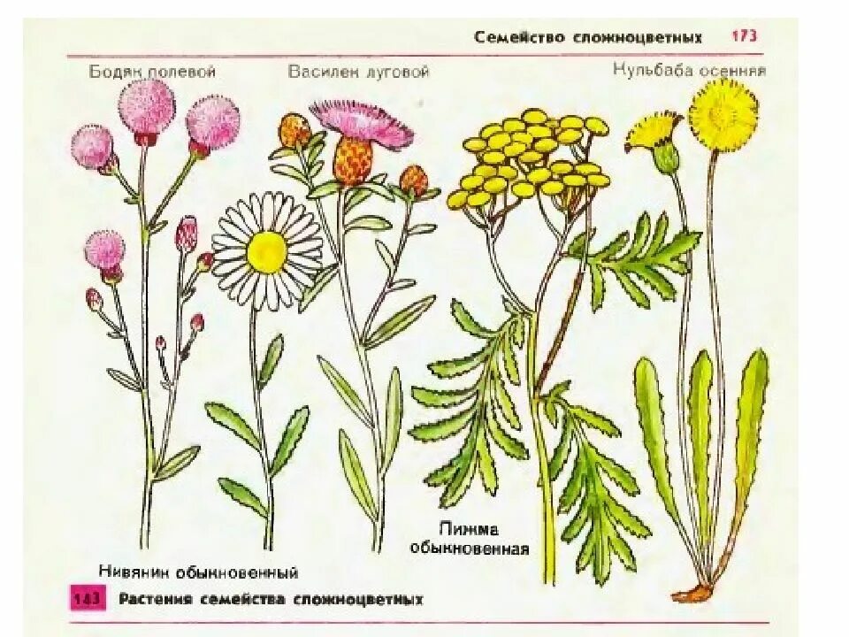 Растения семейства астровые название. Семейство Сложноцветные Астровые. Сложноцветные Бодяк полевой. Растения сложна цветные Астровые. Строение цветка Бодяк полевой.