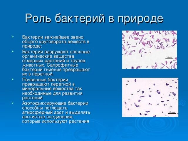 Превращают в перегной какие бактерии. Бактерии презентация. роль почвенных бактерий в природе.