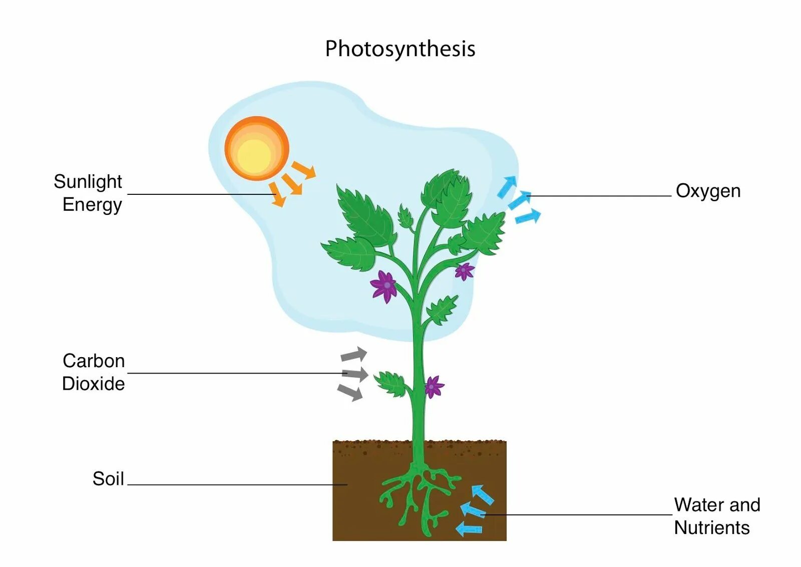 Рисунок фотосинтеза. Схема процесса фотосинтеза. Схема фотосинтеза у растений. Процесс фотосинтеза рисунок. Фотосинтез рис.
