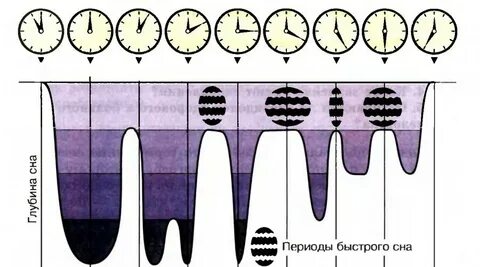 Сколько времени длятся фазы сна