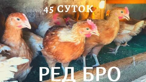 Ред бро