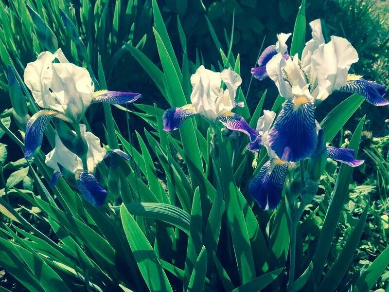 ирис бородатый черри гарден. ирис черри гордон. ирисы гарден. ирис карликовый пурпл. ирис гарден нессоновой.