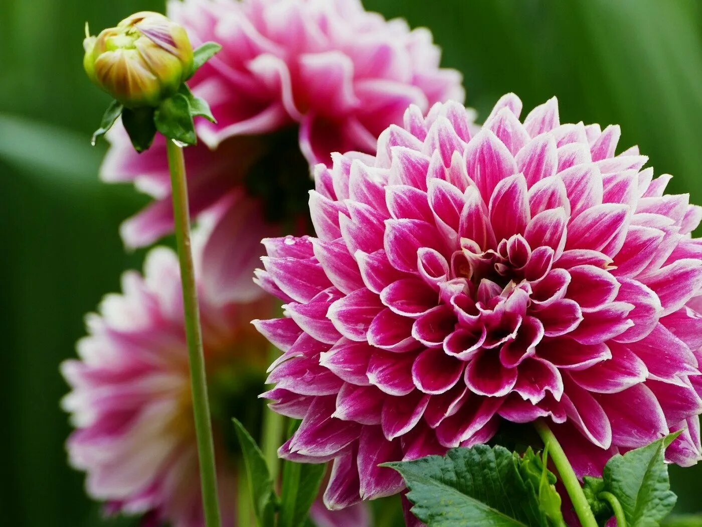Георгины орхидеи. Георгины dahlia. пионовидные георгины.