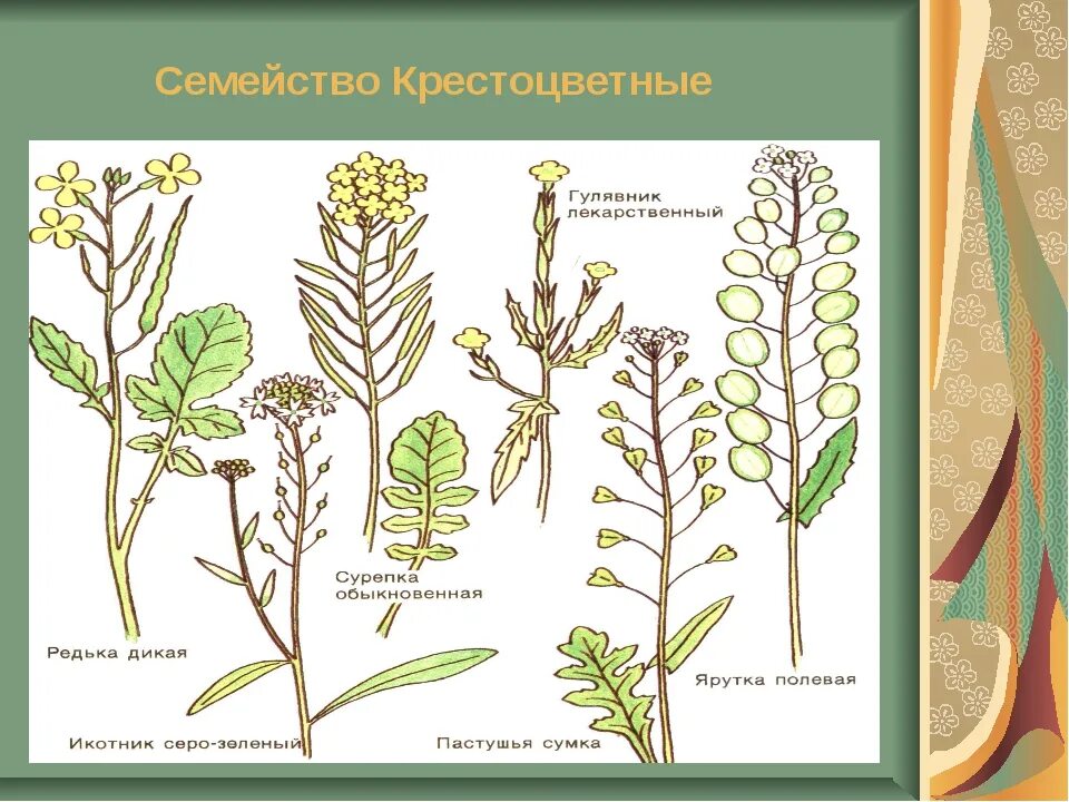 Многообразие семейств. Крестоцветные. Царство крестоцветных. Крестоцветные метелка. Семейство крестоцветные представители.