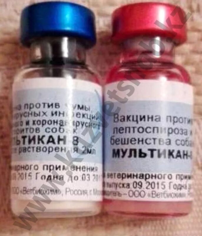 Мультикан 8 как колоть. Мультикан-4 для собак. прививки для собак мультикан 8. вакцина мультикан 4. вакцина мультикан 6.