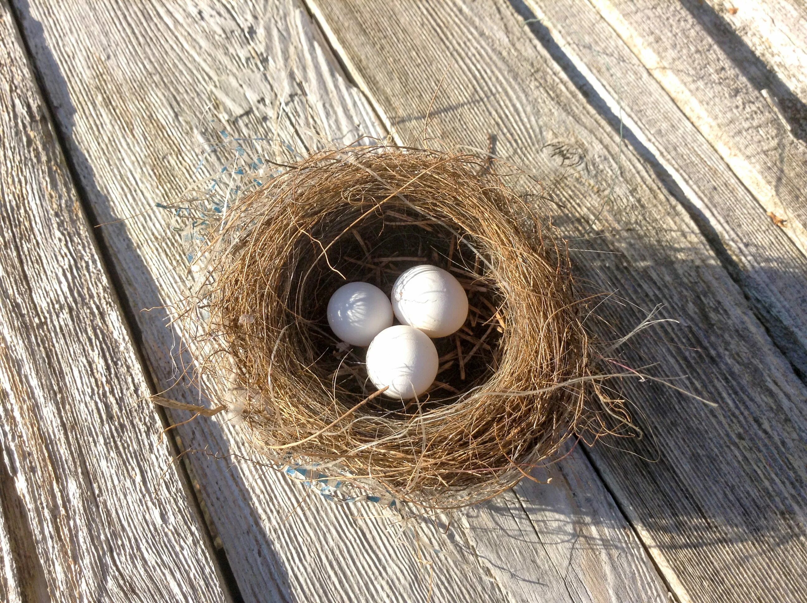 Остара гнездо. Гнездо для птиц.. Гнездо с яйцами. Птичьи яйца. Гнезда разных птиц