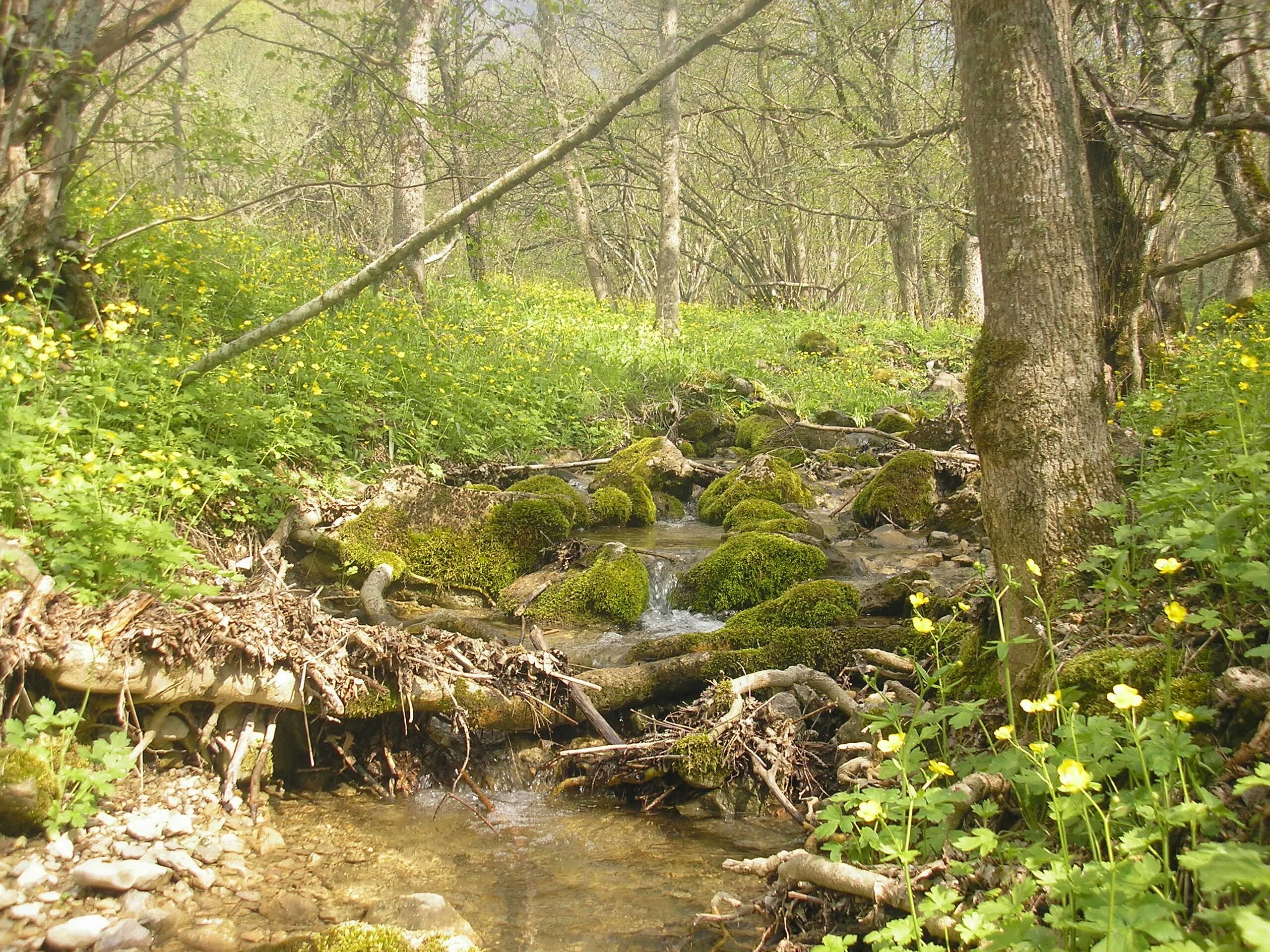 Исток реки Надва: начало водного пути Дары природы Фотогалерея природы на greenm