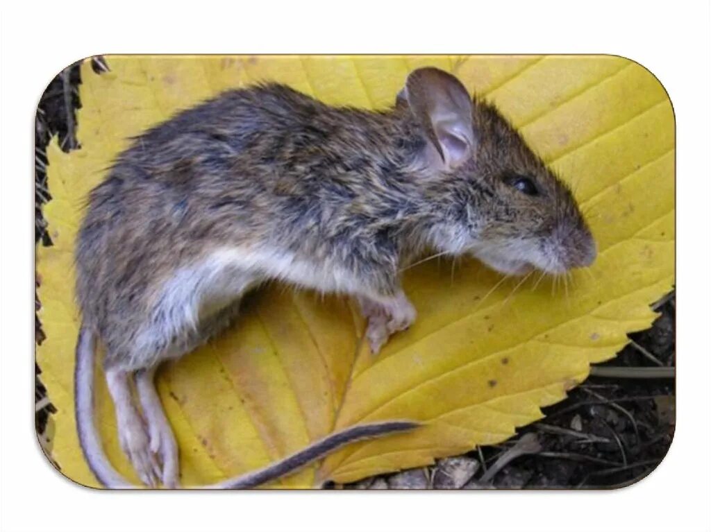 От крыс и мышей. Мышка от крысеныша. Отличие мыши от крысеныша. Отличить мышь от крысенка. Как отличить мышь