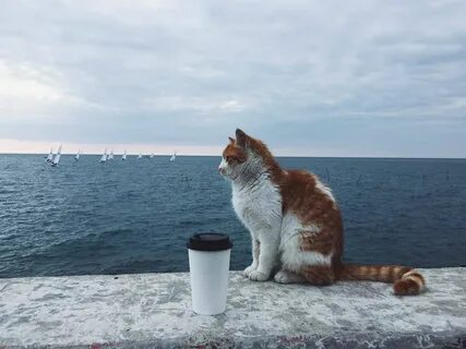 Коте сочи
