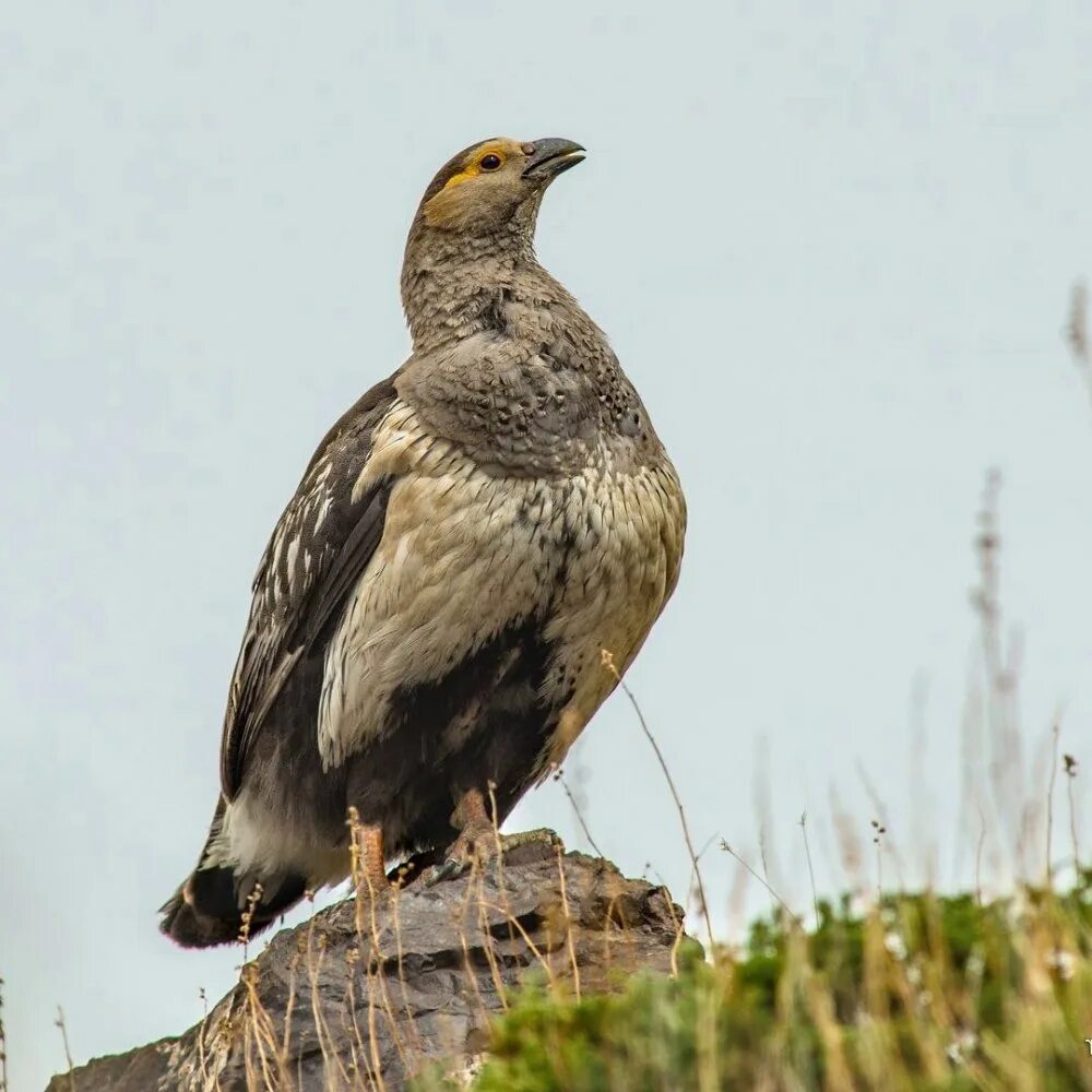 Tetraogallus caspius. Индейка на сене. Кавказский улар. Горная индейка улар. Деревянная звук для индеек.